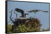 Adult Osprey Mate Leaving Nest, Flamingo, Everglades National Park, Florida-Maresa Pryor-Framed Stretched Canvas