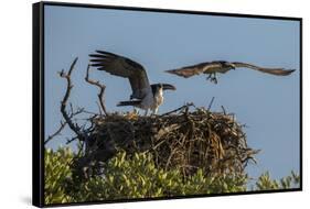 Adult Osprey Mate Leaving Nest, Flamingo, Everglades National Park, Florida-Maresa Pryor-Framed Stretched Canvas