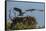 Adult Osprey Mate Leaving Nest, Flamingo, Everglades National Park, Florida-Maresa Pryor-Framed Stretched Canvas