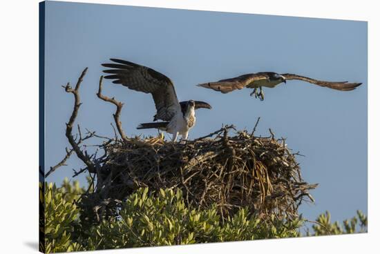 Adult Osprey Mate Leaving Nest, Flamingo, Everglades National Park, Florida-Maresa Pryor-Stretched Canvas