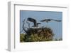 Adult Osprey Mate Leaving Nest, Flamingo, Everglades National Park, Florida-Maresa Pryor-Framed Photographic Print