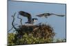 Adult Osprey Mate Leaving Nest, Flamingo, Everglades National Park, Florida-Maresa Pryor-Mounted Photographic Print
