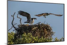 Adult Osprey Mate Leaving Nest, Flamingo, Everglades National Park, Florida-Maresa Pryor-Mounted Photographic Print