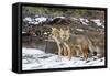 Adult Patagonian Red Fox (Lycalopex Culpaeus) Pair in La Pataya Bay-Michael Nolan-Framed Stretched Canvas