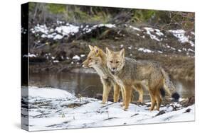 Adult Patagonian Red Fox (Lycalopex Culpaeus) Pair in La Pataya Bay-Michael Nolan-Stretched Canvas