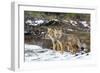 Adult Patagonian Red Fox (Lycalopex Culpaeus) Pair in La Pataya Bay-Michael Nolan-Framed Photographic Print