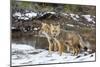 Adult Patagonian Red Fox (Lycalopex Culpaeus) Pair in La Pataya Bay-Michael Nolan-Mounted Photographic Print