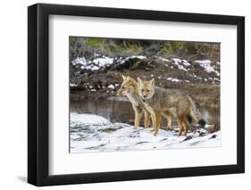 Adult Patagonian Red Fox (Lycalopex Culpaeus) Pair in La Pataya Bay-Michael Nolan-Framed Photographic Print