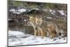 Adult Patagonian Red Fox (Lycalopex Culpaeus) Pair in La Pataya Bay-Michael Nolan-Mounted Photographic Print