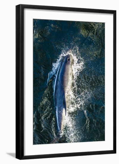 Adult Peale's Dolphin (Lagenorhynchus Australis) Bow-Riding-Michael Nolan-Framed Photographic Print