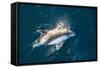 Adult Peale's Dolphin (Lagenorhynchus Australis) Bow-Riding-Michael Nolan-Framed Stretched Canvas