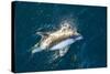 Adult Peale's Dolphin (Lagenorhynchus Australis) Bow-Riding-Michael Nolan-Stretched Canvas