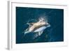 Adult Peale's Dolphin (Lagenorhynchus Australis) Bow-Riding-Michael Nolan-Framed Photographic Print