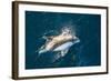 Adult Peale's Dolphin (Lagenorhynchus Australis) Bow-Riding-Michael Nolan-Framed Photographic Print