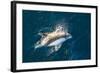 Adult Peale's Dolphin (Lagenorhynchus Australis) Bow-Riding-Michael Nolan-Framed Photographic Print