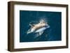 Adult Peale's Dolphin (Lagenorhynchus Australis) Bow-Riding-Michael Nolan-Framed Photographic Print