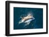 Adult Peale's Dolphin (Lagenorhynchus Australis) Bow-Riding-Michael Nolan-Framed Photographic Print