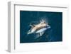 Adult Peale's Dolphin (Lagenorhynchus Australis) Bow-Riding-Michael Nolan-Framed Photographic Print