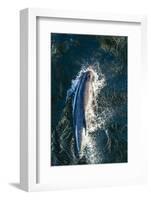 Adult Peale's Dolphin (Lagenorhynchus Australis) Bow-Riding-Michael Nolan-Framed Photographic Print