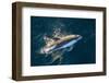 Adult Peale's Dolphin (Lagenorhynchus Australis) Bow-Riding-Michael Nolan-Framed Photographic Print