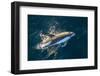 Adult Peale's Dolphin (Lagenorhynchus Australis) Bow-Riding-Michael Nolan-Framed Photographic Print