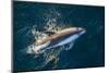 Adult Peale's Dolphin (Lagenorhynchus Australis) Bow-Riding-Michael Nolan-Mounted Photographic Print