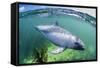 Adult Peale's Dolphin (Lagenorhynchus Australis)-Michael Nolan-Framed Stretched Canvas