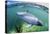 Adult Peale's Dolphin (Lagenorhynchus Australis)-Michael Nolan-Stretched Canvas