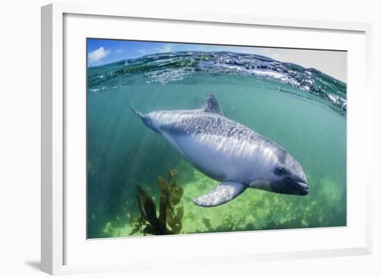 Adult Peale's Dolphin (Lagenorhynchus Australis)-Michael Nolan-Framed Photographic Print
