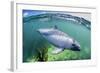 Adult Peale's Dolphin (Lagenorhynchus Australis)-Michael Nolan-Framed Photographic Print