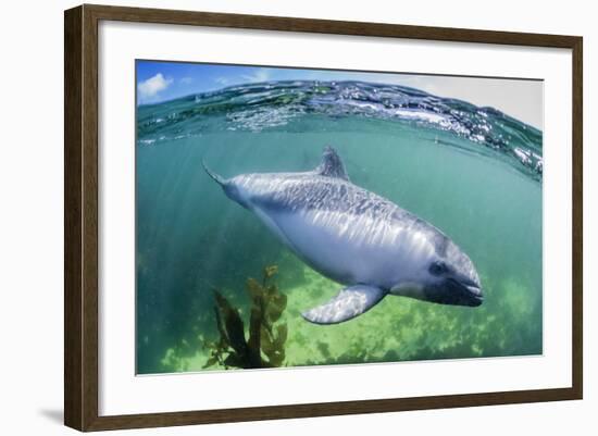 Adult Peale's Dolphin (Lagenorhynchus Australis)-Michael Nolan-Framed Photographic Print