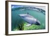 Adult Peale's Dolphin (Lagenorhynchus Australis)-Michael Nolan-Framed Photographic Print