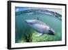 Adult Peale's Dolphin (Lagenorhynchus Australis)-Michael Nolan-Framed Photographic Print