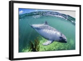 Adult Peale's Dolphin (Lagenorhynchus Australis)-Michael Nolan-Framed Photographic Print