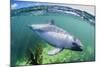 Adult Peale's Dolphin (Lagenorhynchus Australis)-Michael Nolan-Mounted Photographic Print