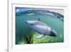 Adult Peale's Dolphin (Lagenorhynchus Australis)-Michael Nolan-Framed Photographic Print