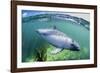 Adult Peale's Dolphin (Lagenorhynchus Australis)-Michael Nolan-Framed Photographic Print