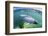 Adult Peale's Dolphin (Lagenorhynchus Australis)-Michael Nolan-Framed Photographic Print