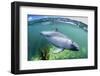 Adult Peale's Dolphin (Lagenorhynchus Australis)-Michael Nolan-Framed Photographic Print