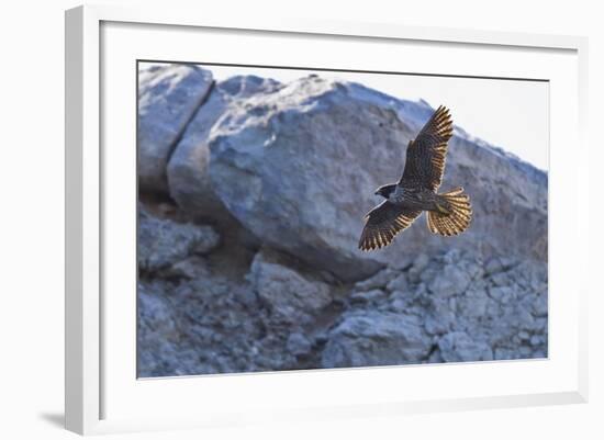 Adult Peregrine Falcon (Falco Peregrinus), Isla Rasa, Gulf of California, Baja California, Mexico-Michael Nolan-Framed Photographic Print