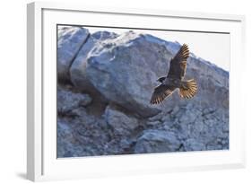 Adult Peregrine Falcon (Falco Peregrinus), Isla Rasa, Gulf of California, Baja California, Mexico-Michael Nolan-Framed Photographic Print