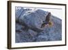 Adult Peregrine Falcon (Falco Peregrinus), Isla Rasa, Gulf of California, Baja California, Mexico-Michael Nolan-Framed Photographic Print