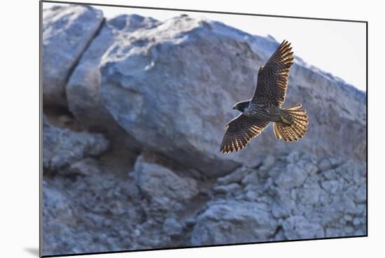 Adult Peregrine Falcon (Falco Peregrinus), Isla Rasa, Gulf of California, Baja California, Mexico-Michael Nolan-Mounted Photographic Print