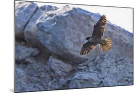 Adult Peregrine Falcon (Falco Peregrinus), Isla Rasa, Gulf of California, Baja California, Mexico-Michael Nolan-Mounted Photographic Print