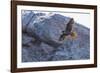 Adult Peregrine Falcon (Falco Peregrinus), Isla Rasa, Gulf of California, Baja California, Mexico-Michael Nolan-Framed Photographic Print