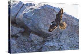 Adult Peregrine Falcon (Falco Peregrinus), Isla Rasa, Gulf of California, Baja California, Mexico-Michael Nolan-Stretched Canvas