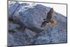 Adult Peregrine Falcon (Falco Peregrinus), Isla Rasa, Gulf of California, Baja California, Mexico-Michael Nolan-Mounted Photographic Print