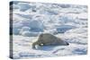 Adult Polar Bear (Ursus Maritimus) Cleaning Fur on Ice Floe-Michael-Stretched Canvas