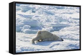 Adult Polar Bear (Ursus Maritimus) Cleaning Fur on Ice Floe-Michael-Framed Stretched Canvas