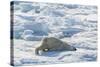 Adult Polar Bear (Ursus Maritimus) Cleaning Fur on Ice Floe-Michael-Stretched Canvas